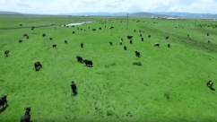 科技赋能高原奶业：牦牛乳产业的全球化新征程